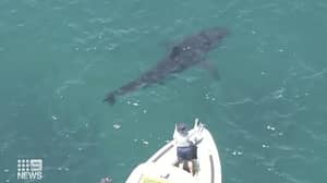 巨大的白色鲨鱼察觉追逐虎鲨的珀斯海岸