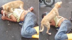 忠实的狗守卫在醉酒的主人里睡在道路中间