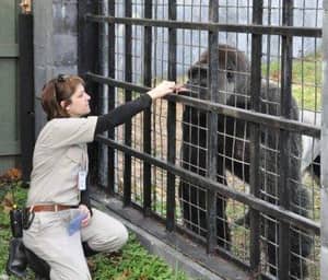 Zookeeper为拍摄Harambe The Gorilla提供了意见