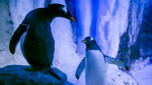 企鹅夫妇“握手”的视频剪辑变病毒