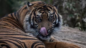 危险地濒临灭绝的苏门答腊老虎在逃离其外壳后杀死Zookeeper