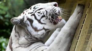 罕见的白虎队zookeeper在日本的外壳中死亡