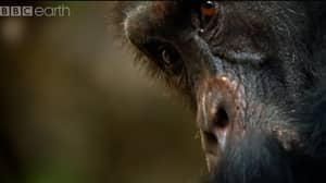 大卫从“朝代”的黑猩猩被发现死了