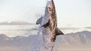 令人难以置信的照片展示巨型伟大的白色鲨鱼跳出水抢夺密封