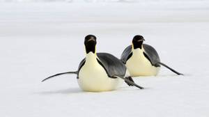 英国政府支持建立180万公里南极自然保护区的计划