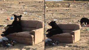 熊在垃圾堆的沙发上踢踢脂肪冷却