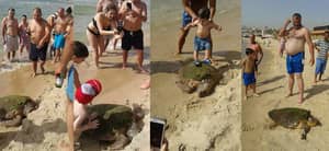 海龟从水中拖出，用棍子被殴打以享乐