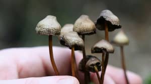 魔术蘑菇可以“重置”大脑以治疗抑郁症