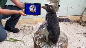企鹅通过狂欢观看的Pingu剧烈举起他的精神