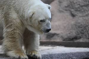 “世界上最可悲的北极熊”在30岁时死于阿根廷动物园