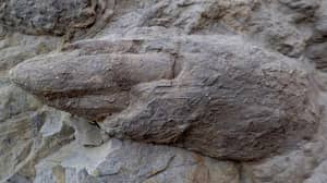 在英格兰海滩发现了100万年前的保存完好的恐龙脚印