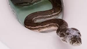 震惊的房主发现python在厕所里洗澡