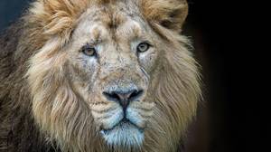 现在已经确定了狮子被狮子吃的疑似Poacher的身体