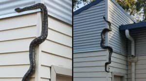 澳大利亚房主震惊，因为大规模的蛇试图进入他的房子