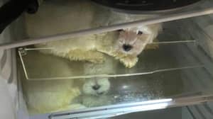 警方发现四只小狗藏在奇特犬贩运者的冰箱里