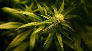 美国批准的第一个基于大麻的儿童癫痫药物