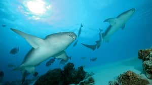 新的“口袋鲨”种类在墨西哥湾发现的黑暗液体中喷出的辉光