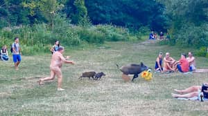 裸体主义者在他们偷取笔记本电脑后通过公园追逐公猪