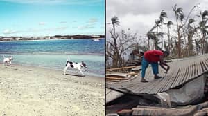 波多黎各海滩上数百只狗无一幸免于飓风玛丽亚