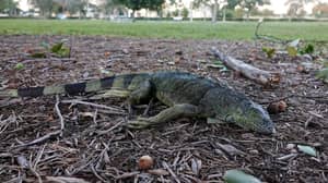 佛罗里达州的居民警告曾在树上落下的鬣蜥