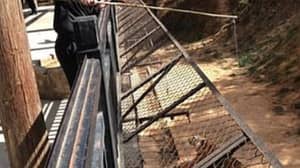 野生动物园在视频出现后显示游客使用钓鱼竿喂养老虎