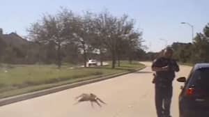 这个“巨大”蜘蛛狩猎警察的视频已经让互联网陷入困境