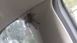 悉尼妇女吓坏了巨大的蜘蛛在他们的车内爬行