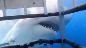 镜头显示17英尺鲨鱼似乎试图闯入潜水笼