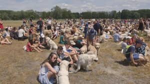 498金猎犬聚集在安特卫普，设定世界纪录