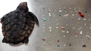 在其肠道中使用104件塑料而发现死龟