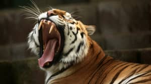 杀死13人后，母老虎在印度射杀了死亡