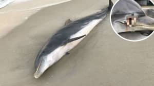 发现两只死海豚身上有枪伤和刺伤