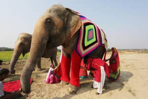 印度村民针织冰冷大象的超大型睡衣