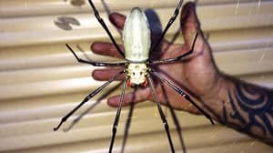 在澳大利亚看到大规模的金色蜘蛛后，人们会吓坏