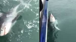 一只九英尺长的鲨鱼在德文郡海岸被捕获