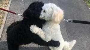 狗兄弟姐妹作为小狗“记得彼此”，并分享拥抱