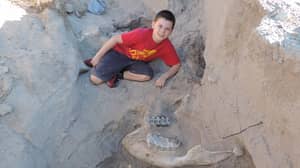 十岁的男孩发现了稀有恐龙化石