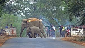 照片显示人类攻击大象与萤火虫和印度的石头