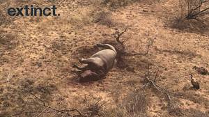 犀牛牛被反偷猎飞机发现的南非射击死亡