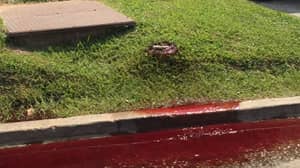 路易斯安那州殡仪馆外，血流成河