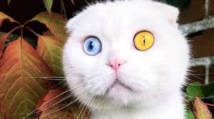 叫做约瑟夫的令人惊叹的猫有两只不同的彩色眼睛