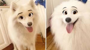 新的Snapchat过滤器使您的狗看起来像迪士尼角色