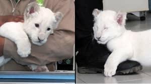 罕见的白色狮子幼崽出生于墨西哥动物园