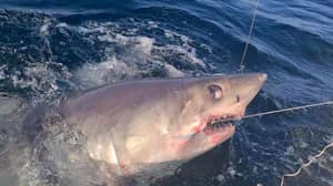 一名渔民在康沃尔海岸捕获500磅重的Porbeagle鲨鱼