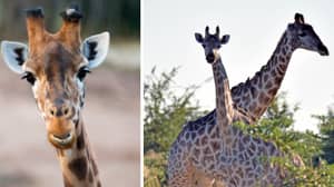 切斯特动物园需要有人照顾长颈鹿 - 想要这份工作吗？