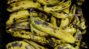 科学家们正在努力停止热带病，把香蕉放在濒临灭绝的边缘上