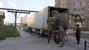 俄罗斯的大象被迫在马戏团旅行'10，000英里'