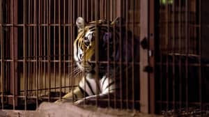 我们在美国有更多的俘虏老虎比整个野生种群