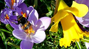 欧盟介绍禁止对蜜蜂有害的农药