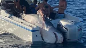 渔民赶上悉尼海岸的394公斤虎鲨